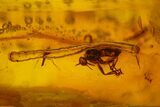 Eight Fossil Flies (Diptera) In Baltic Amber #207513-1